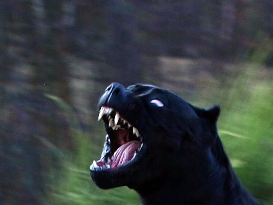 black panther pitbull dog Vídeo Dailymotion
