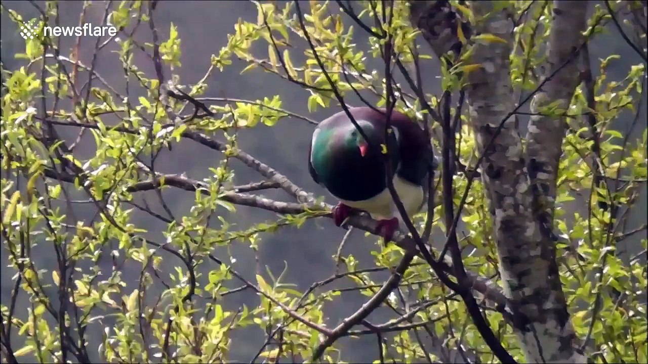Wild New Zealand wood pigeon is drunk on forest berries video Dailymotion