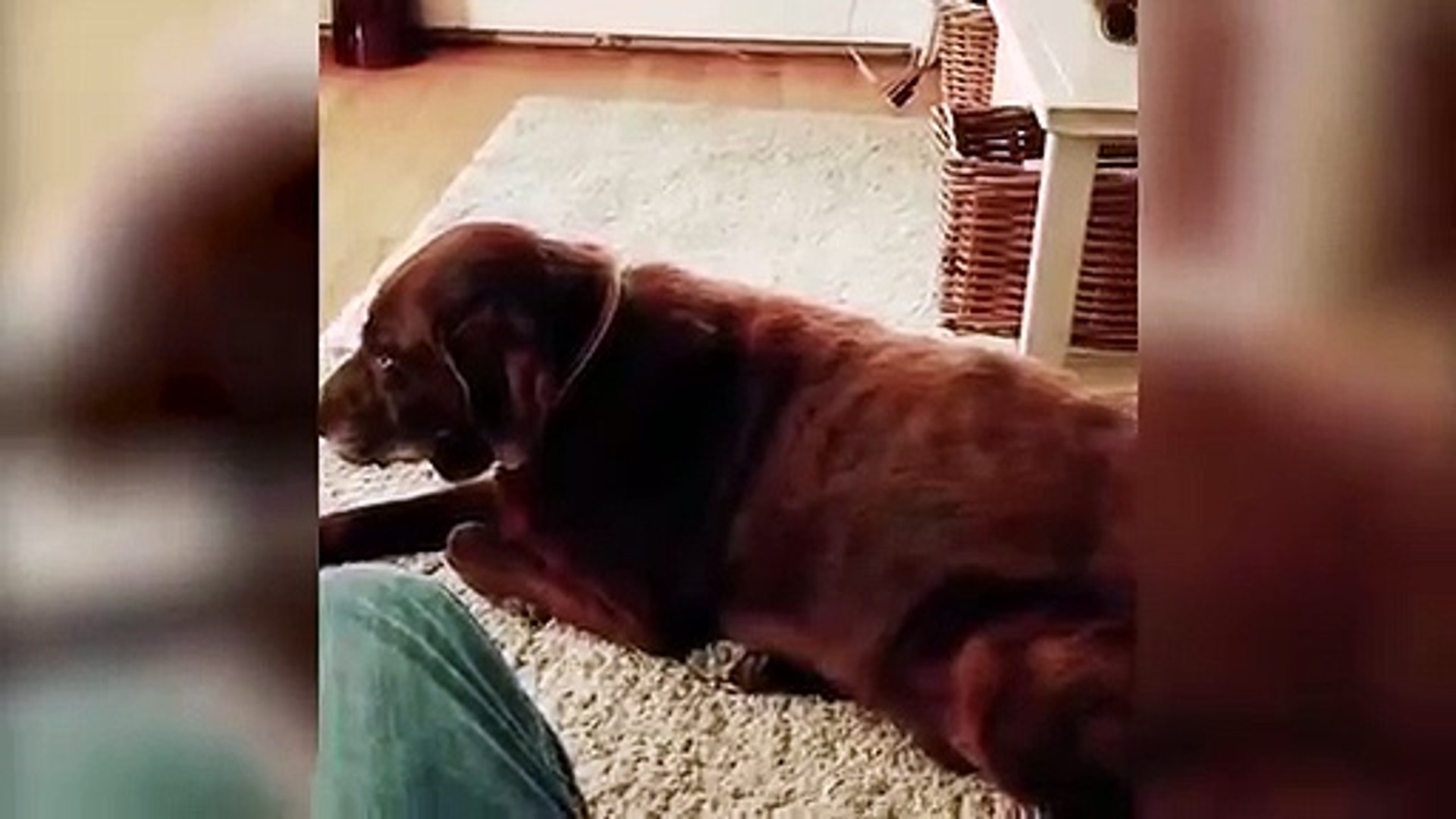 [Téléchargement populaire! ] bêtisier de chat et de chien