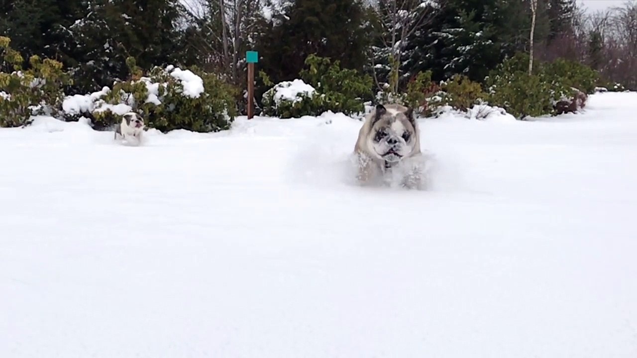 A Pair of Powder Pups video Dailymotion