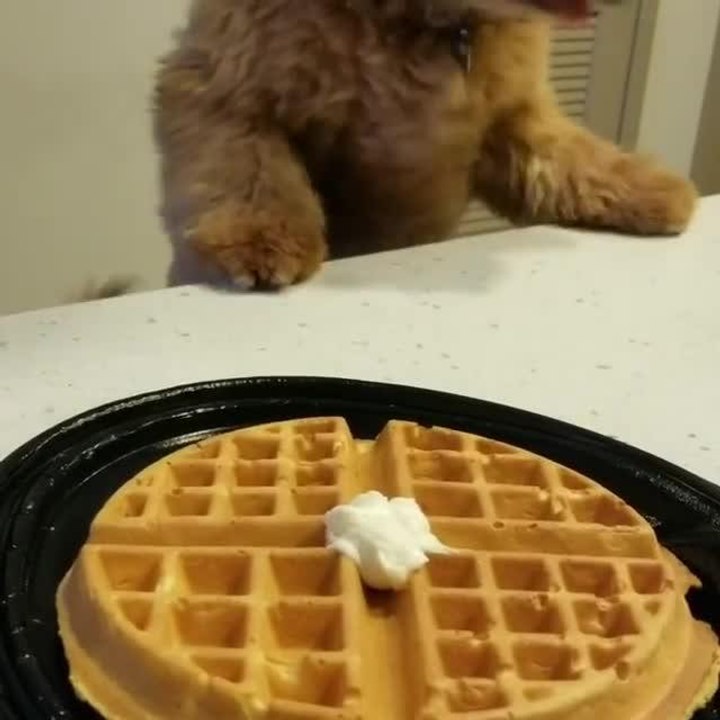 Excited Dog Jumps on Counter to Reach Waffles video Dailymotion