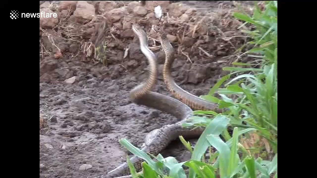 Two snakes seen coiled up in strange dance in northwest India video