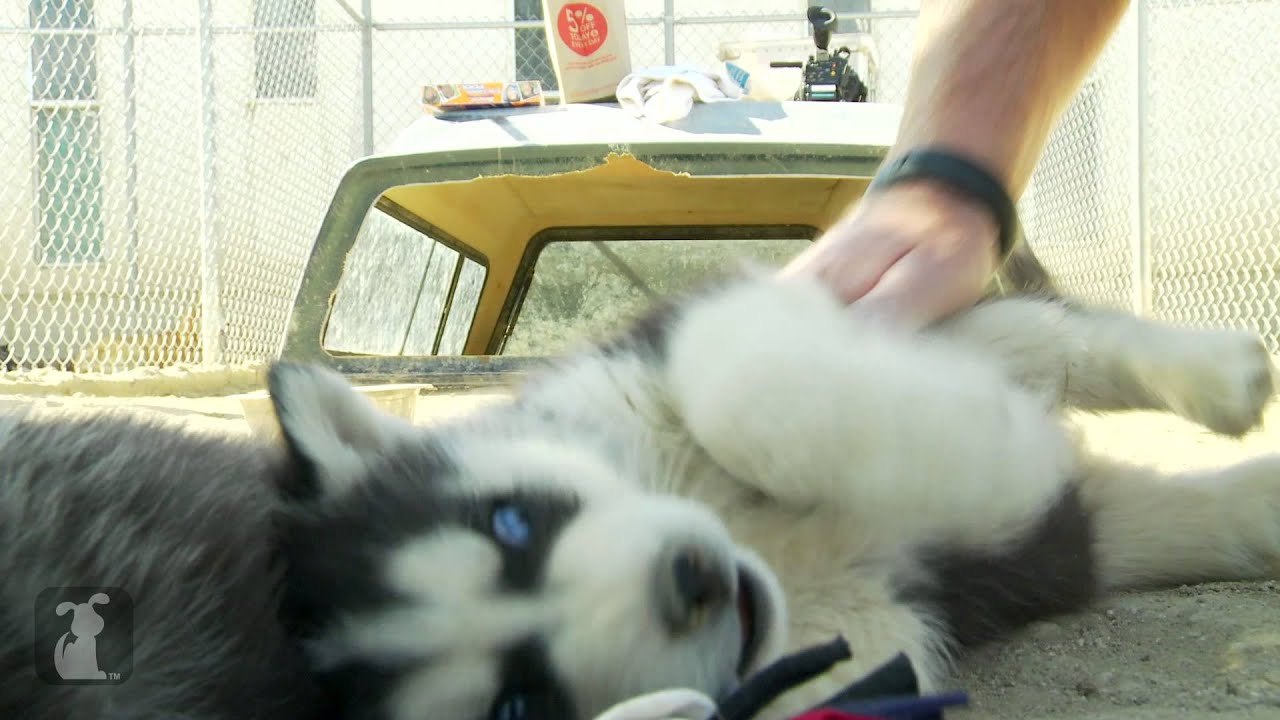 Husky Gets Belly Rub and LOVES IT Puppy Love video Dailymotion