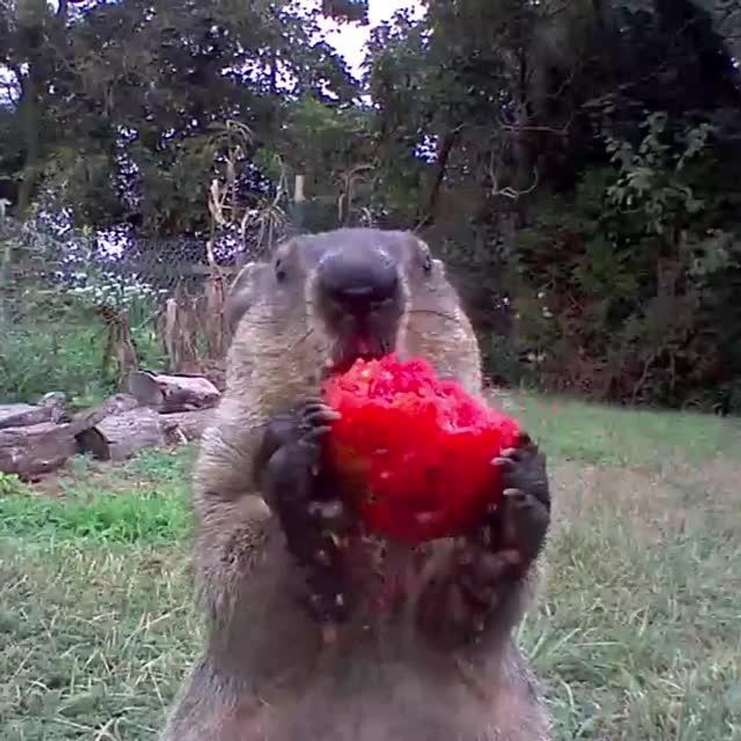 18+ do groundhogs eat tomato plants GytaSancho