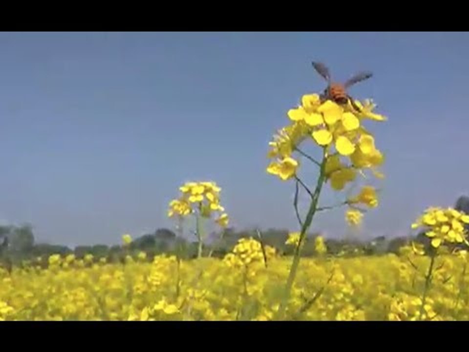 Experts Warn PM on GM Mustard video Dailymotion
