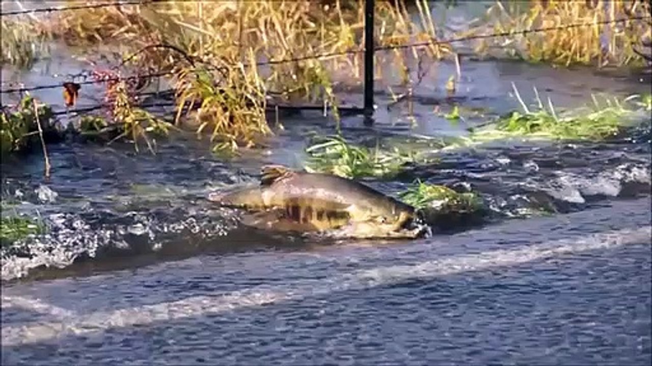 Skokomish River salmon cross the road video Dailymotion