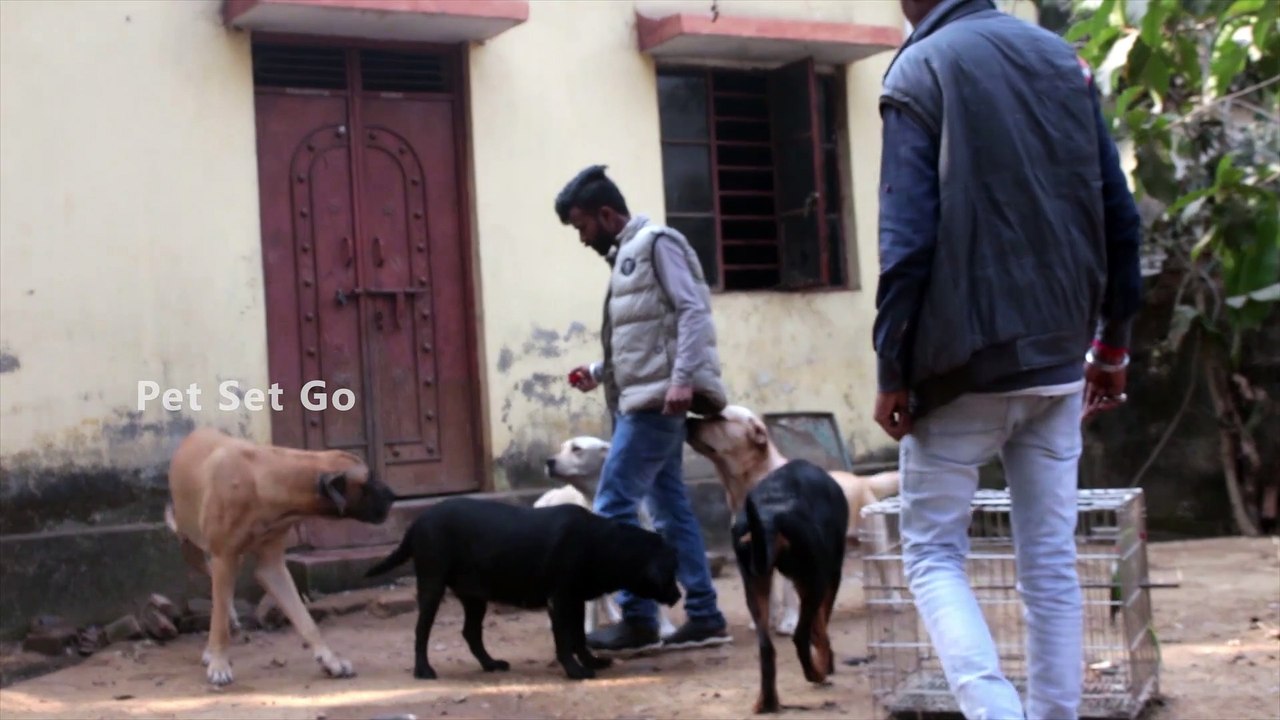 Dog kennel in Jharkhand Jharkhand's one of the best Dog Kennel Dog