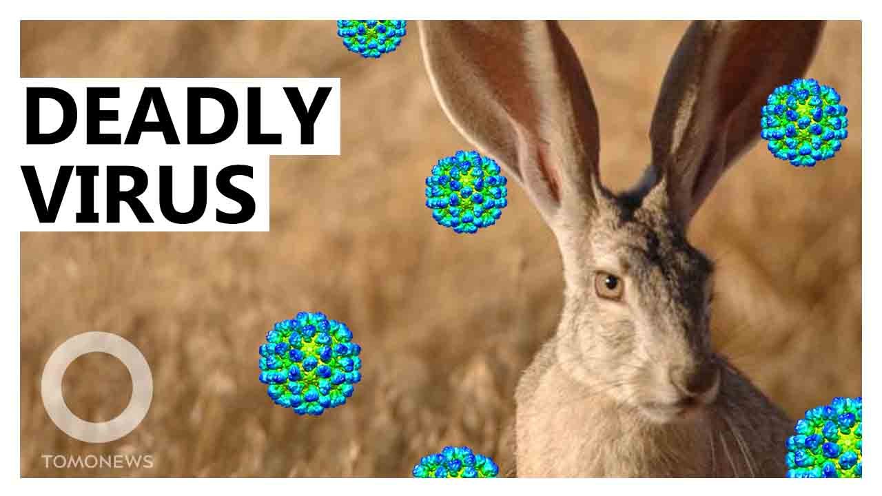 Rabbits threatened by highly contagious and deadly virus video