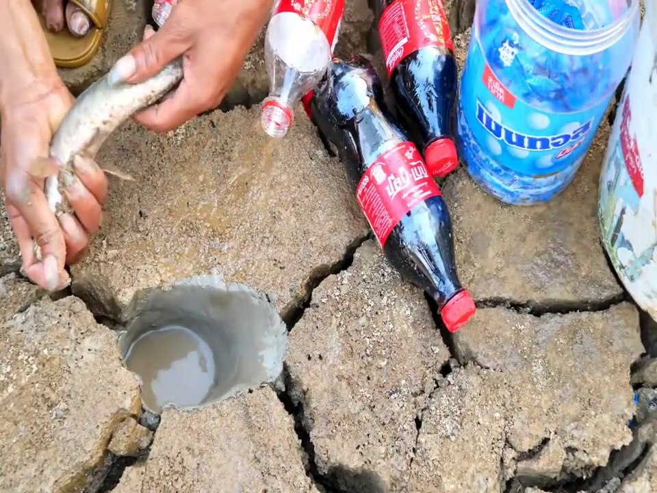 Experiment FISH Vs Coca Cola Vs Mentos To Catch Alot Of