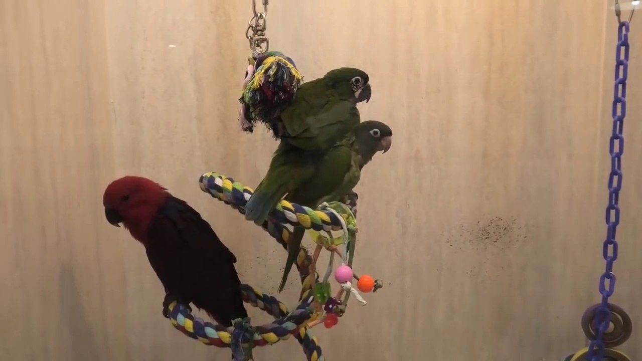 A Personal Tour of Todd Marcus Birds Exotic Bird Store NJ video Dailymotion