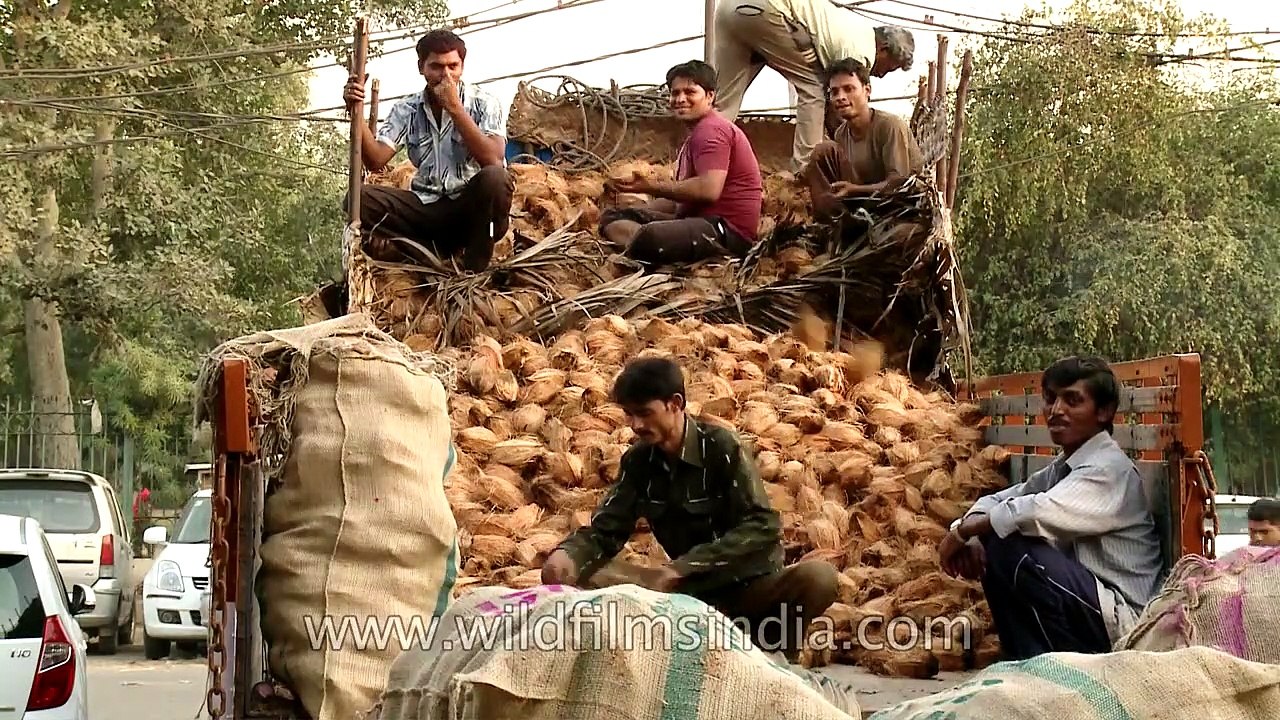 Truckload of coconuts for sale at Azadpur mandi video Dailymotion
