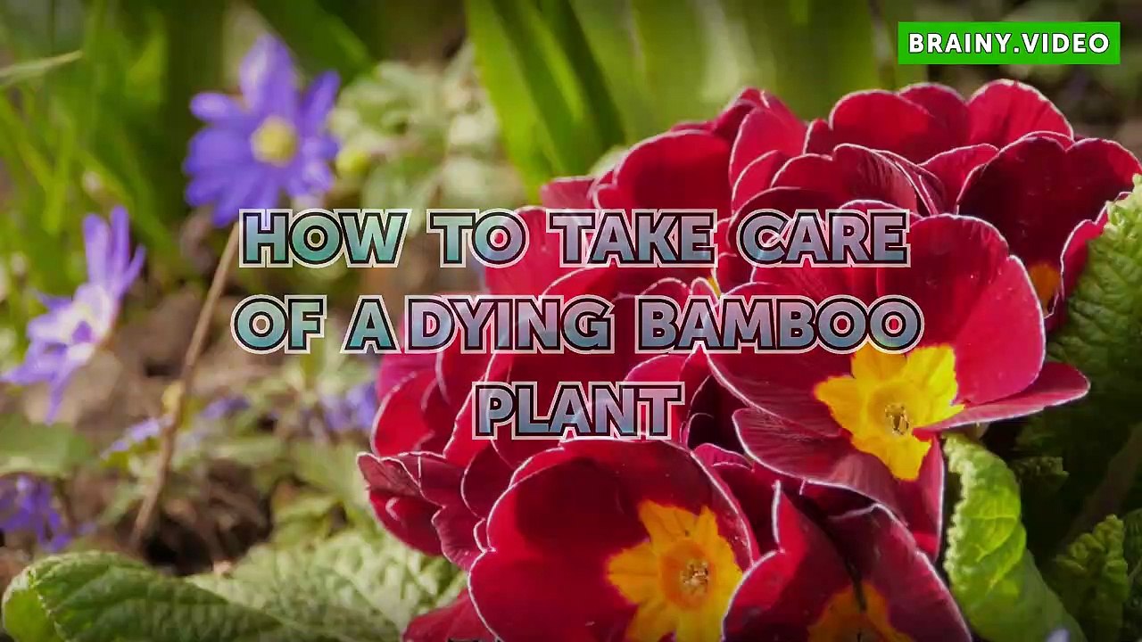 How To Take Care Of A Dying Bamboo Plant video Dailymotion