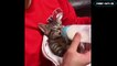 Orange Cat relaxing Video Dailymotion