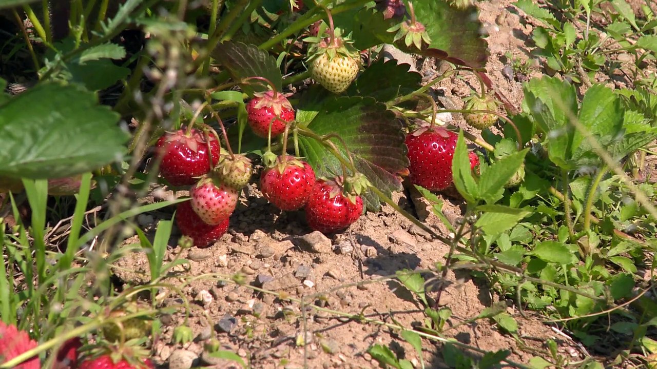 Place à la cueillette des fraises à GrandeAnse Vidéo Dailymotion