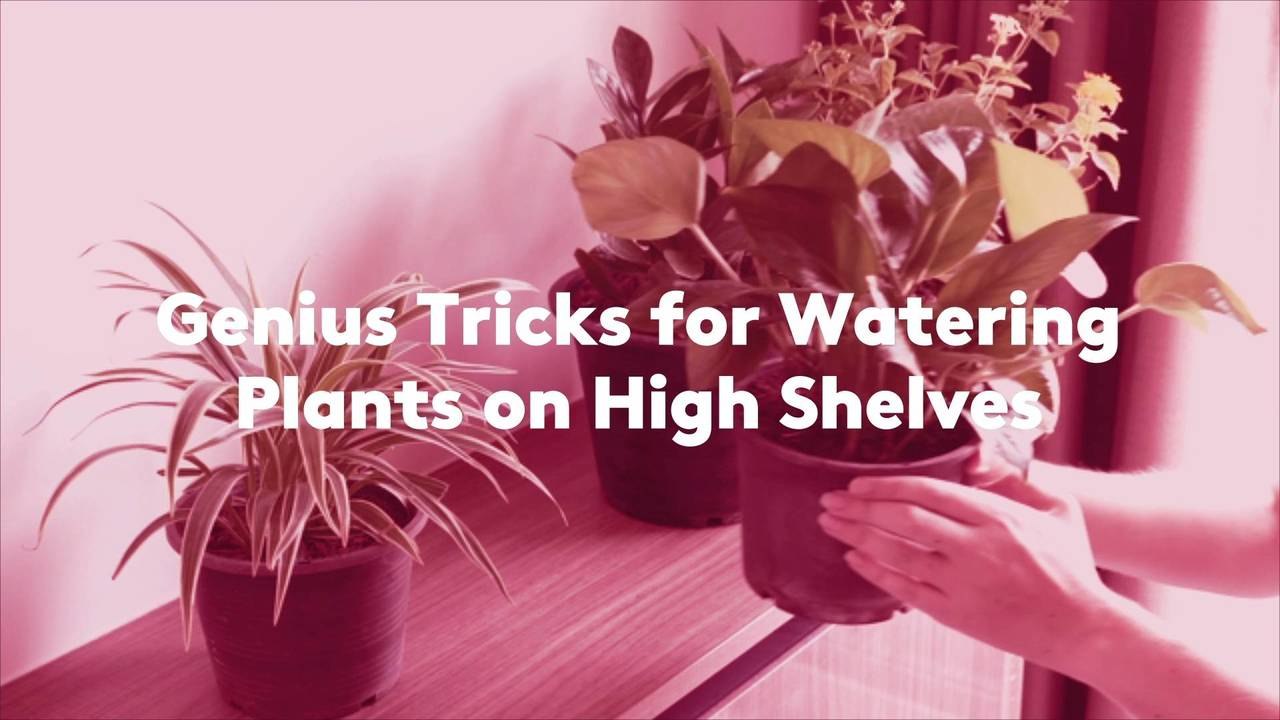 Genius Tricks for Watering Plants on High Shelves video Dailymotion