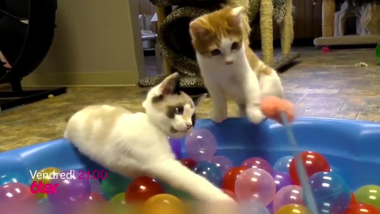 Chat alors ! Vidéo Dailymotion