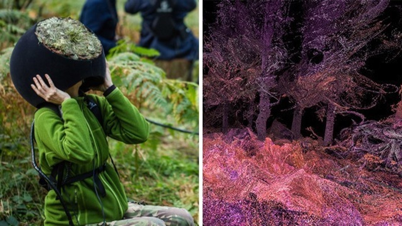Cette expérience vous propose de découvrir la forêt à