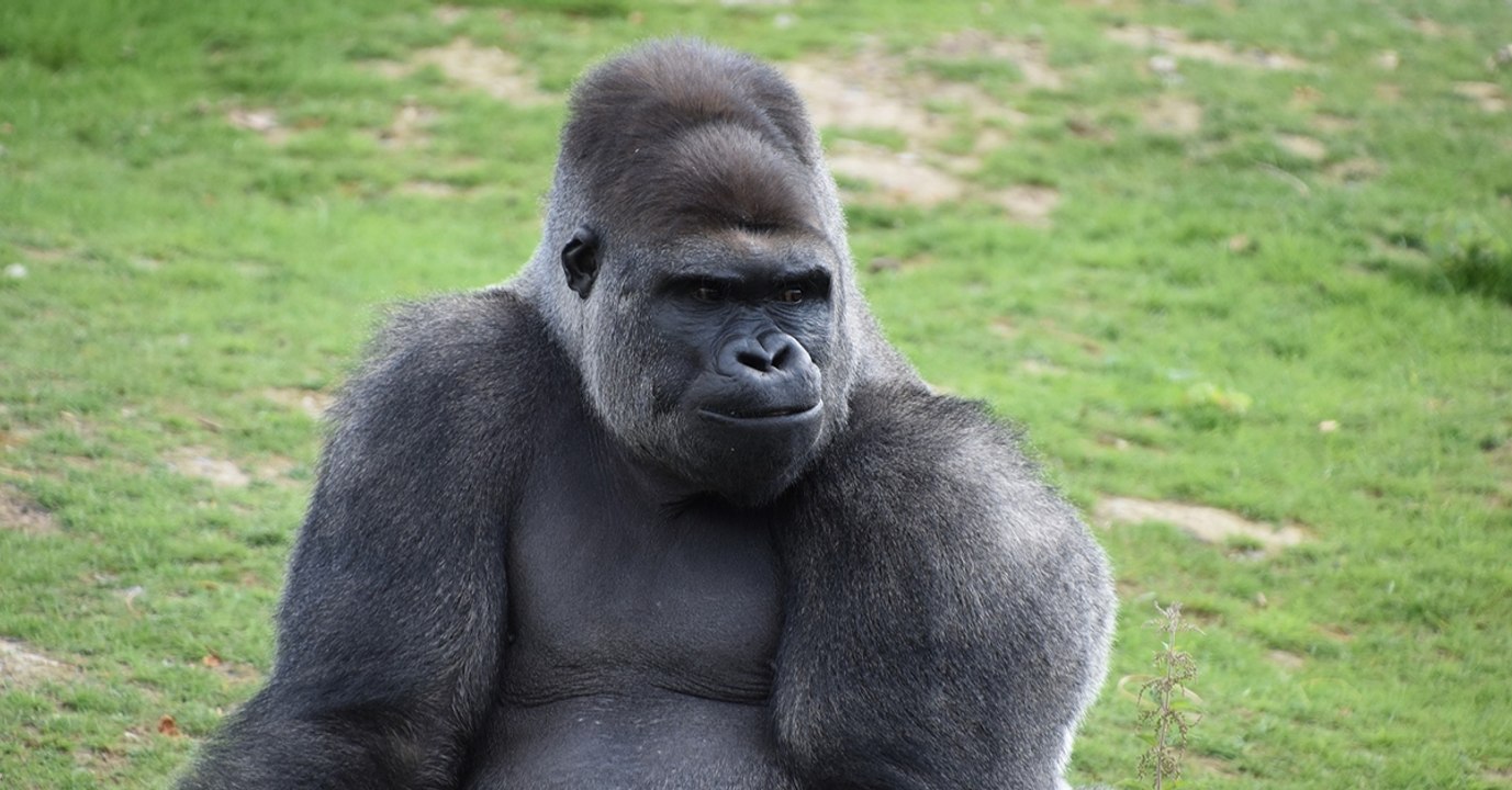 Les humains ne sont pas les seuls à tricher, les gorilles