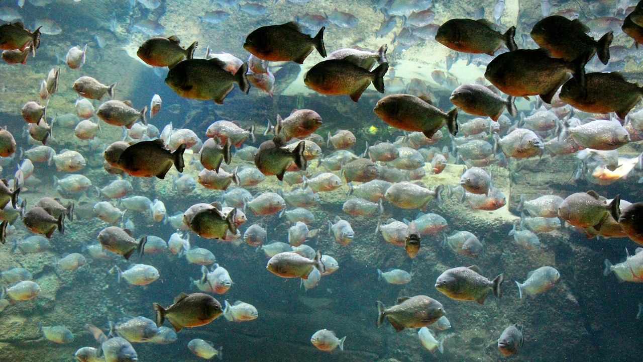 What Would Happen If You Fell into a Pool Full of Piranhas