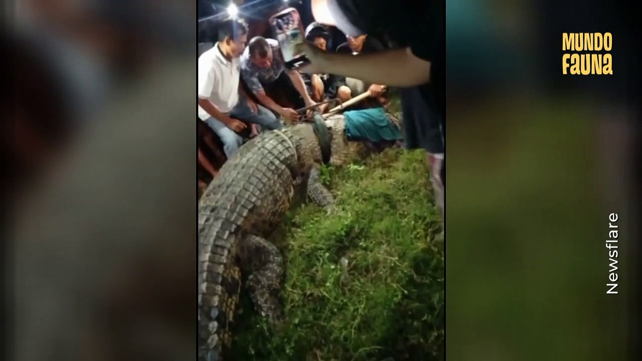 Cocodrilo es liberado de un neumático que estuvo atrapado