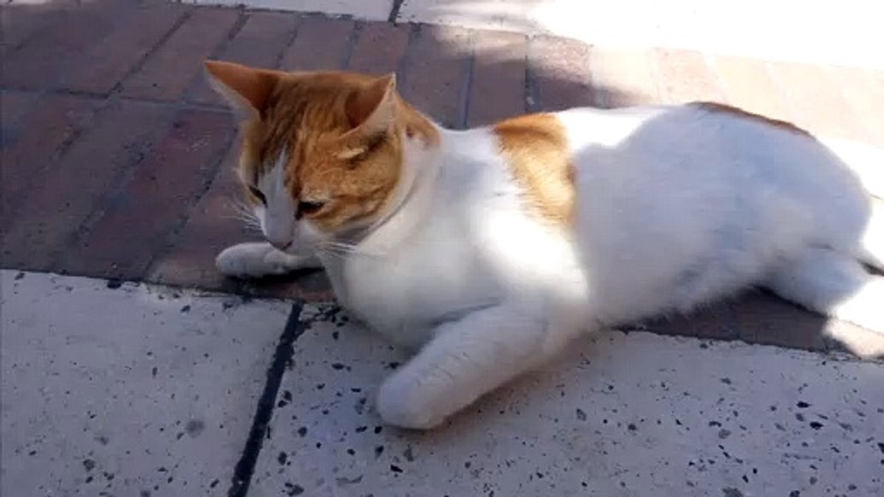 jumping cat cat jump cat is dancing amazing animals