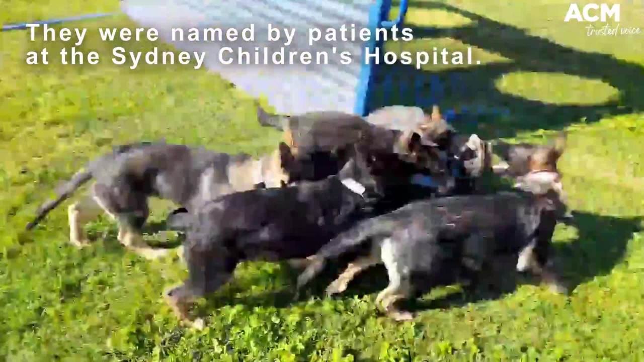 Meet 'Litter C' the NSW Police's latest crime stopping
