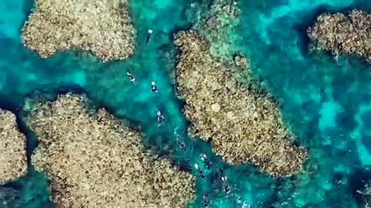Ningaloo Reef on high alert as it faces coral bleaching threat video