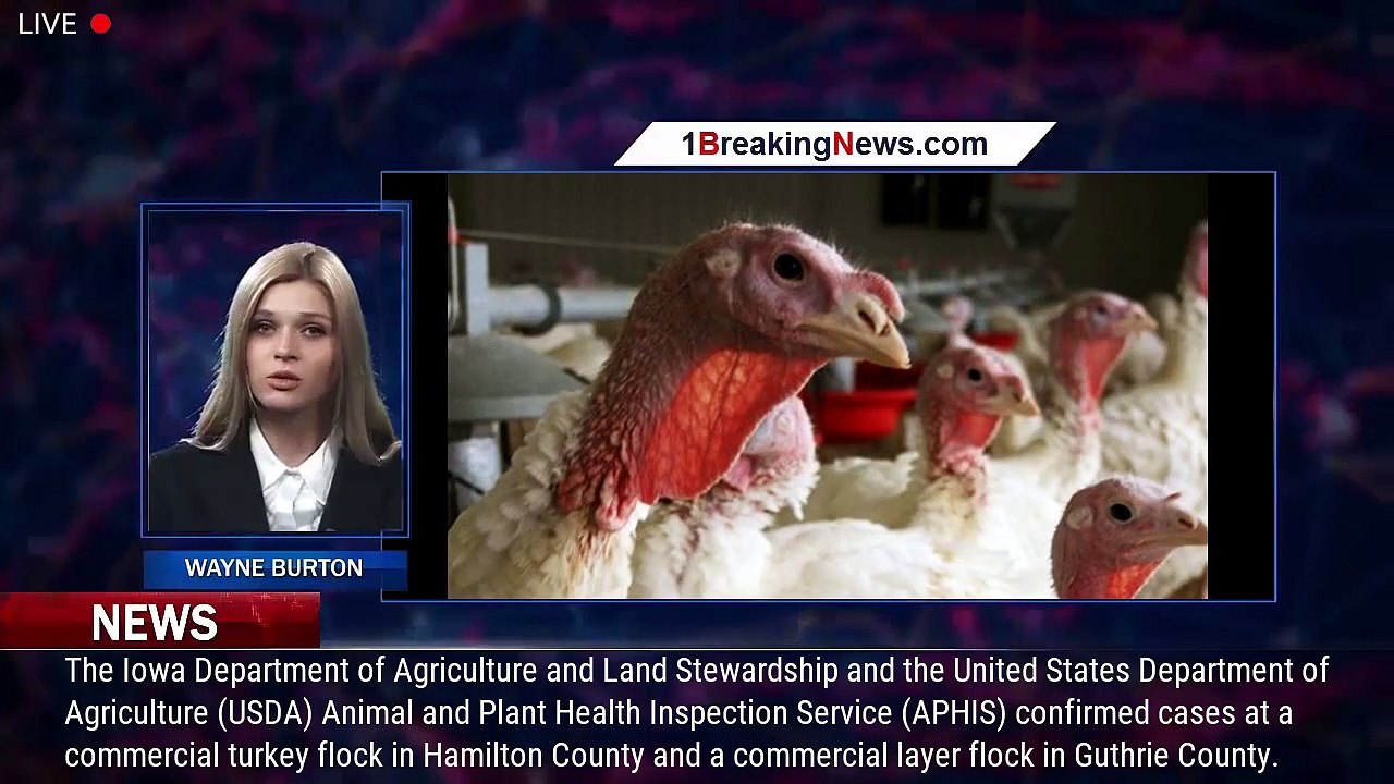 Bird flu Iowa to kill 1.5M more hens, turkeys due to recent outbreaks