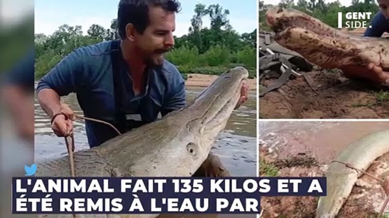 Animaux Il pêche un brochetcrocodile monstrueux de 135 kilos Vidéo