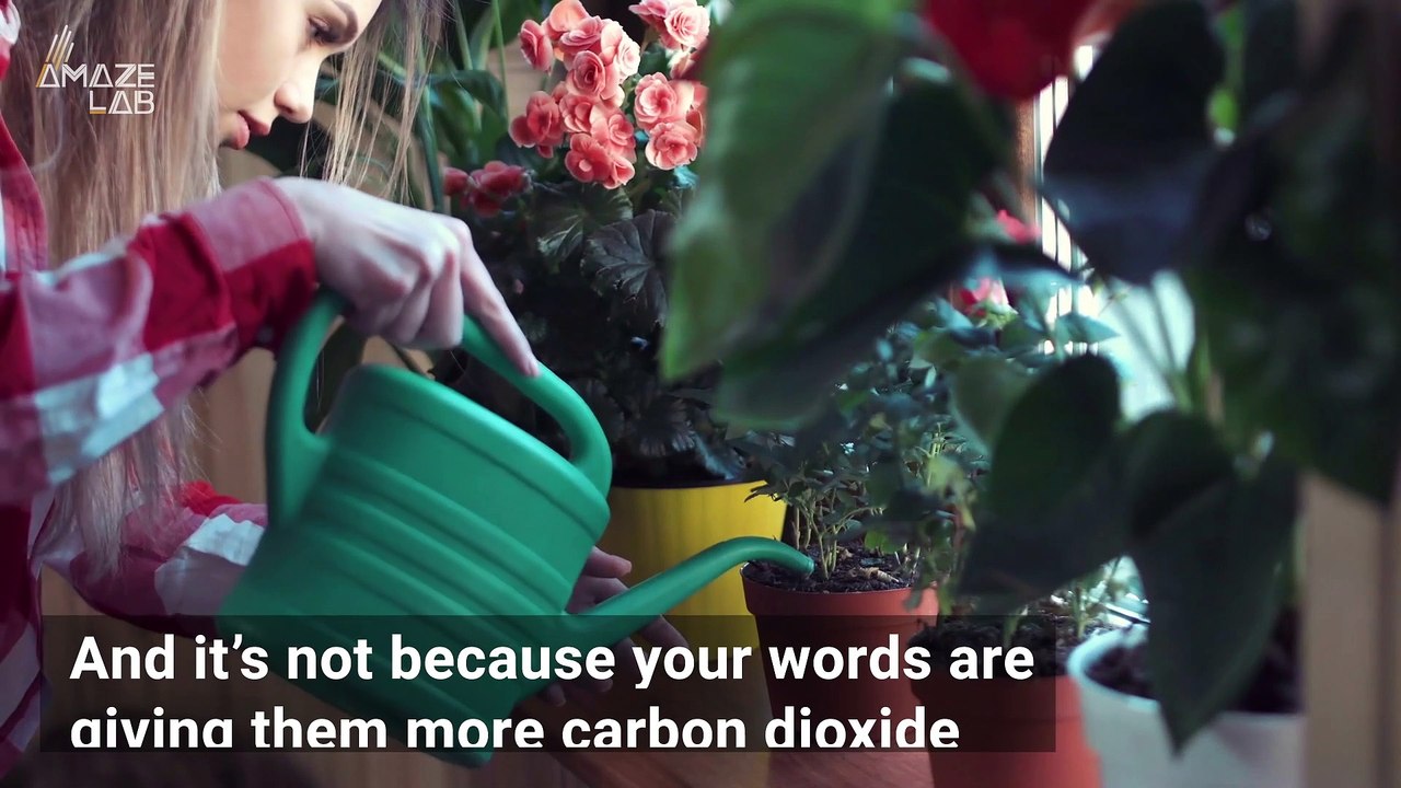 Does Talking To Plants Actually Help Them Grow? video Dailymotion