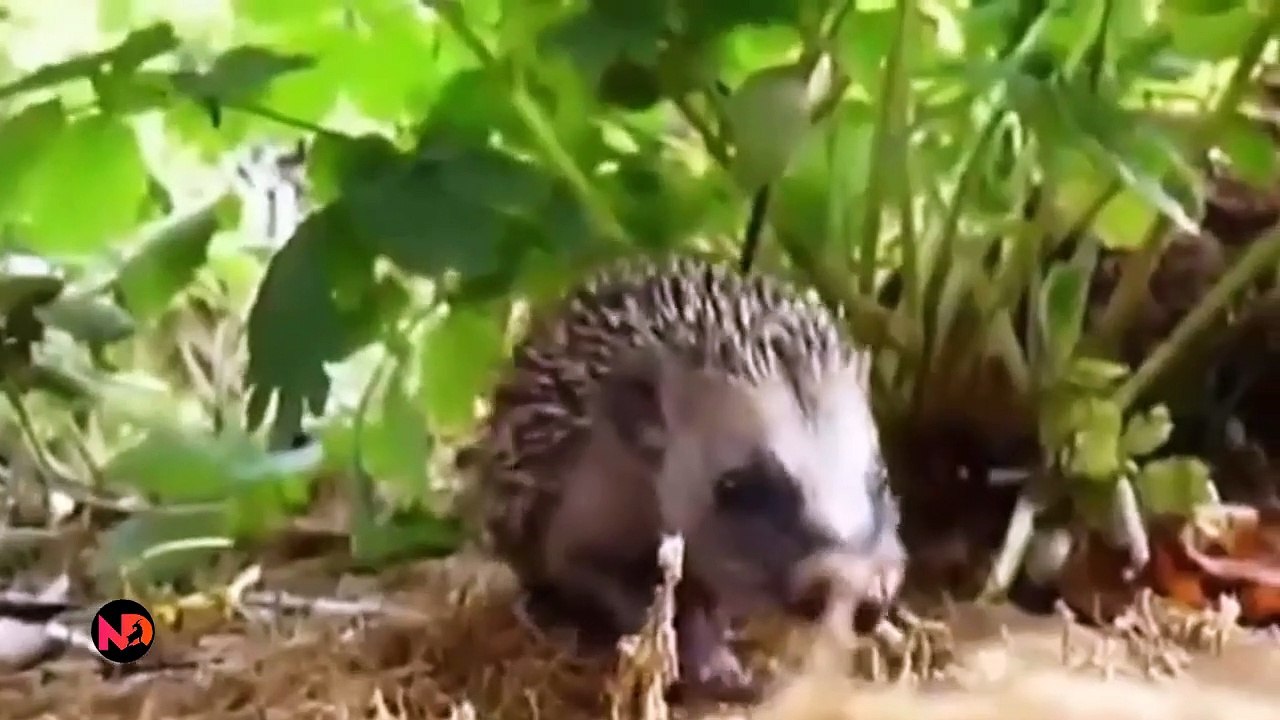 Porcupines Shoot Sharp Quills To Defend Themselves Porcupine vs