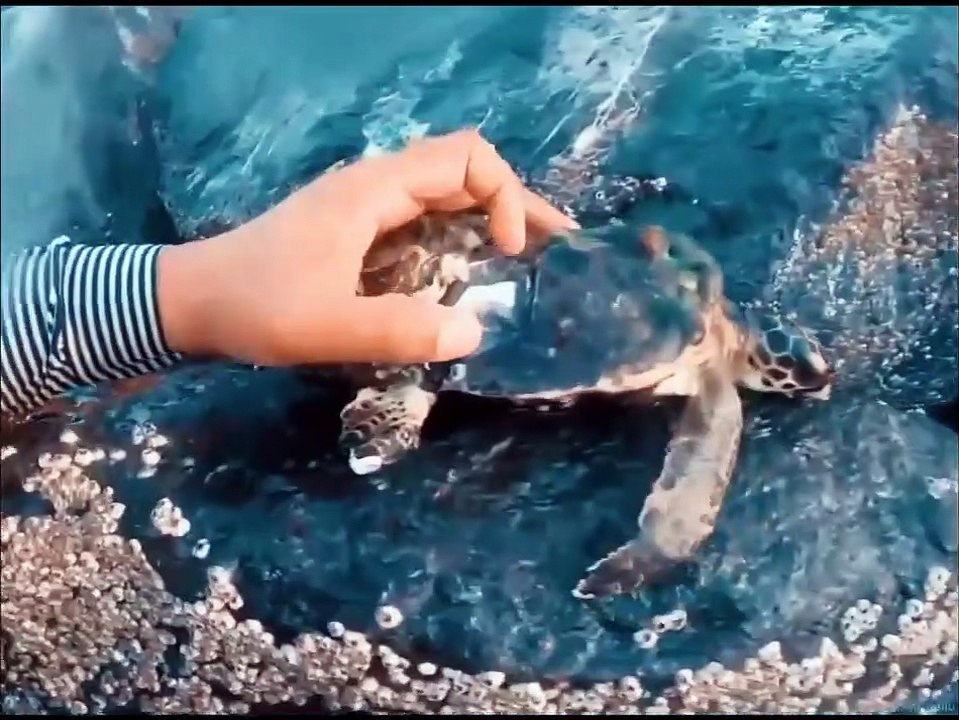 Save a sea turtle! Cleaning barnacles in the shell of a suffering