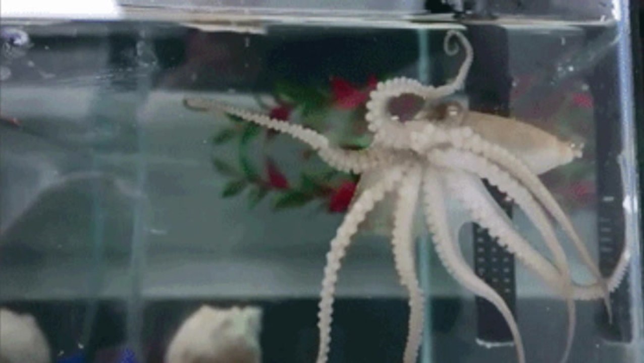 Why Do Octopuses Tear Themselves Apart After Mating? video Dailymotion