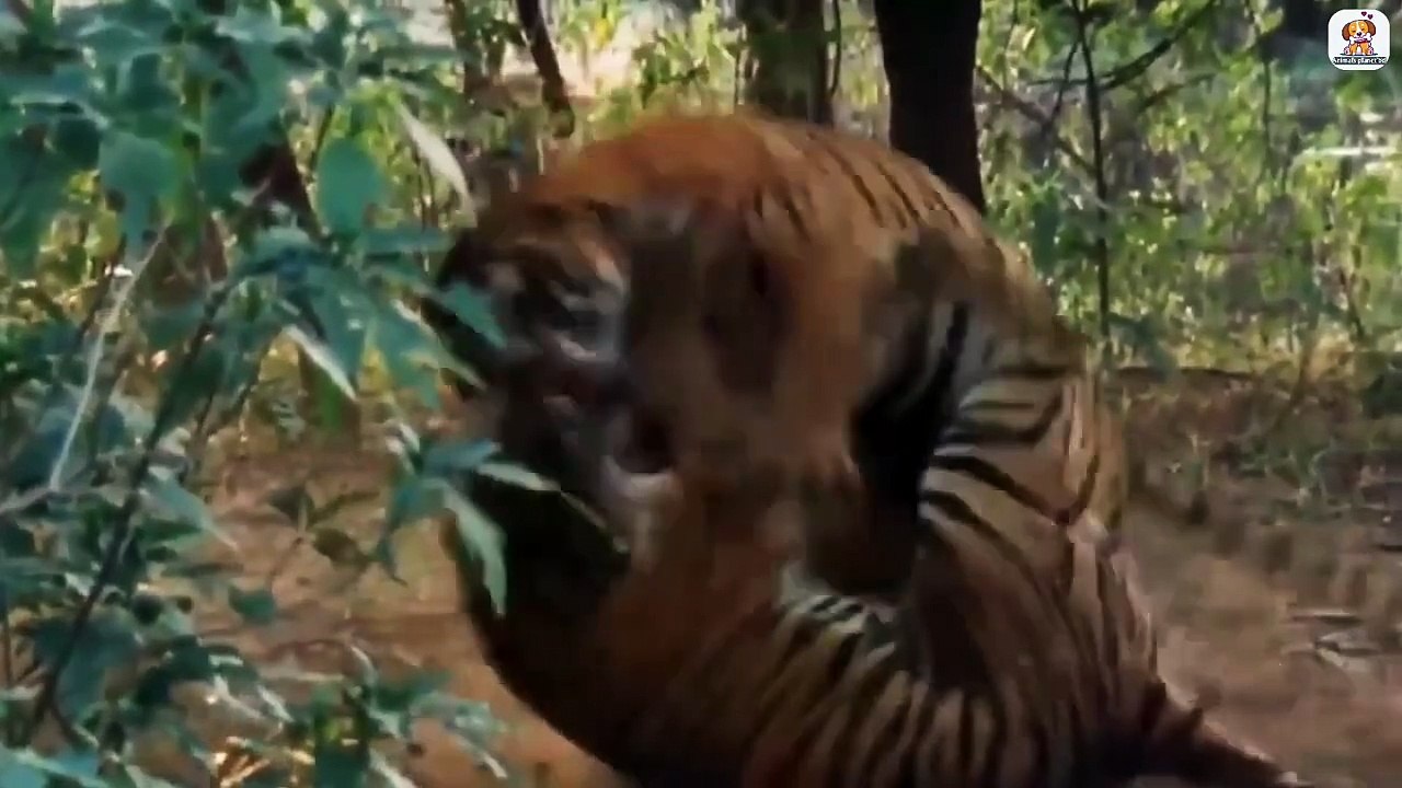 Animal fighting video।। Best Animal fight video 2022 collection. video Dailymotion