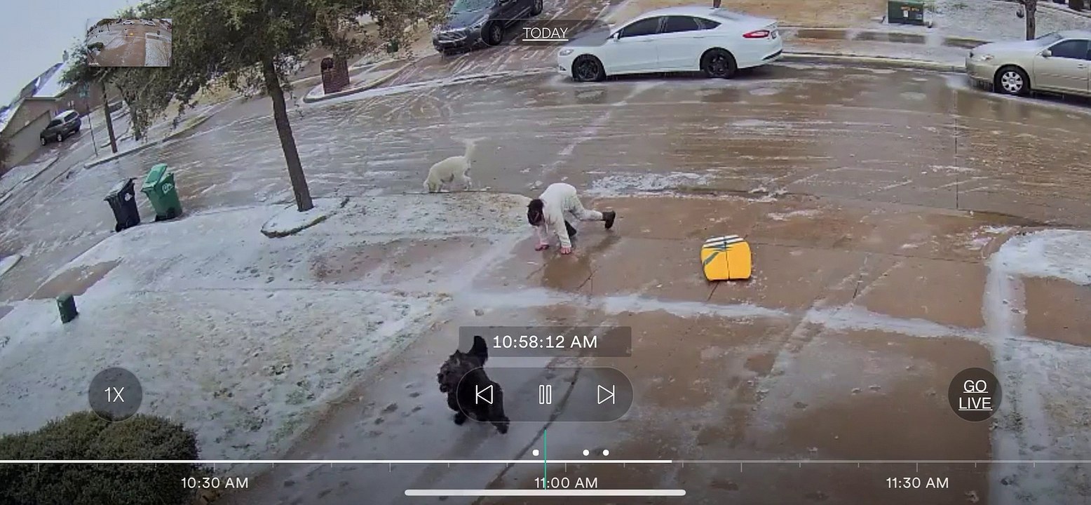 Dogs Slip on Ice and Knock Girl Over video Dailymotion
