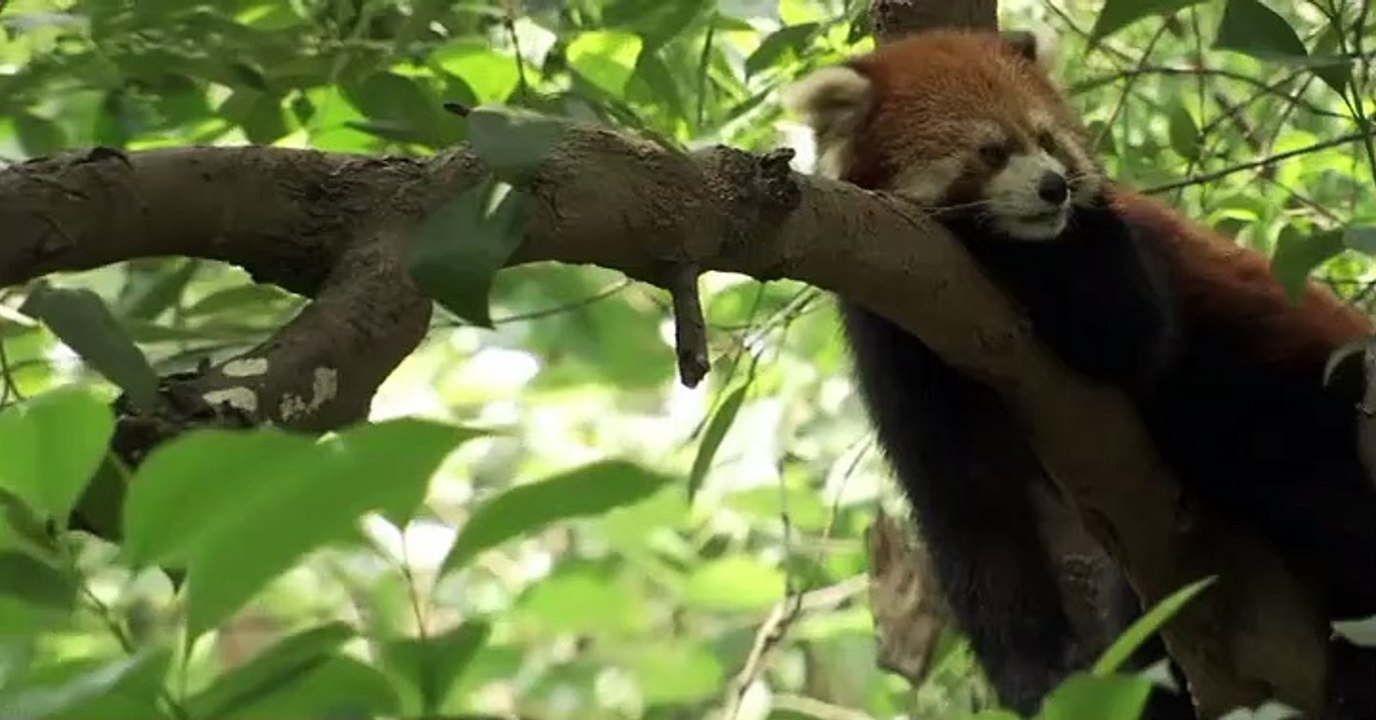 Wild Kratts Wild Kratts S04 E014 Red Panda Rescue video Dailymotion