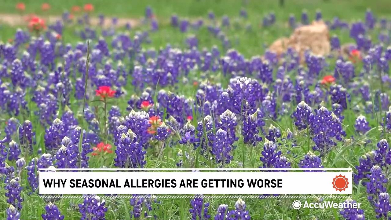 Americans are feeling worse allergy symptoms this year video Dailymotion
