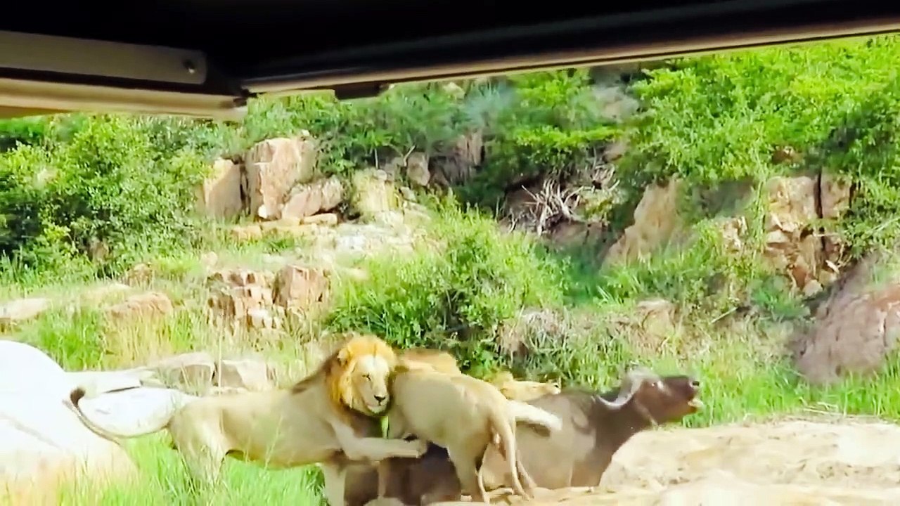 The most amazing moments of wild animals Video Dailymotion