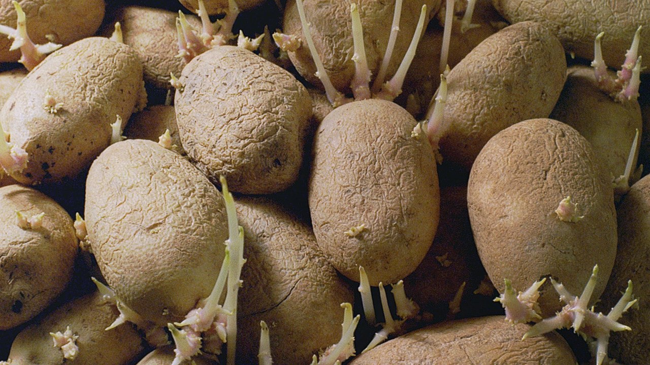 Can You Eat Wrinkled Potatoes? video Dailymotion