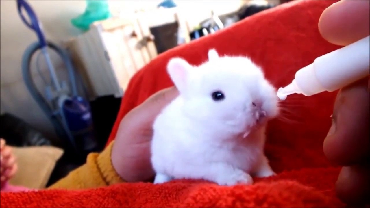 Rabbits babies cute Baby Bunny Rabbits Binky CUTEST Compilation baby rabbits Pets rabbits