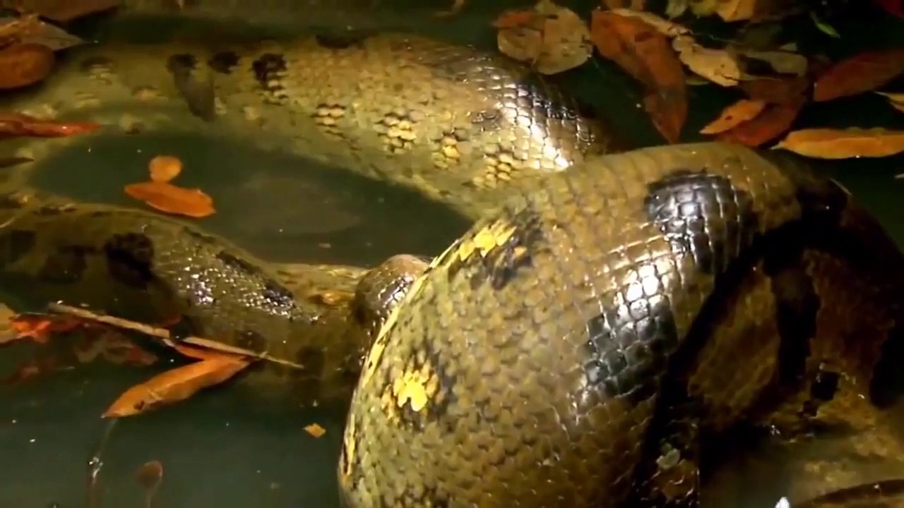 National Geographic Wild Anaconda Nat Geo animals Documentary HD 2021