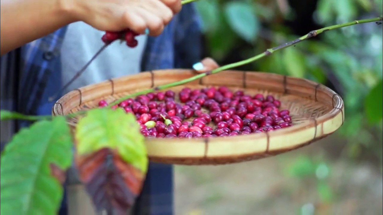 Coffee Kaise Banti Hai How Coffee is Made in Factory Coffee Making Process in Urdu video