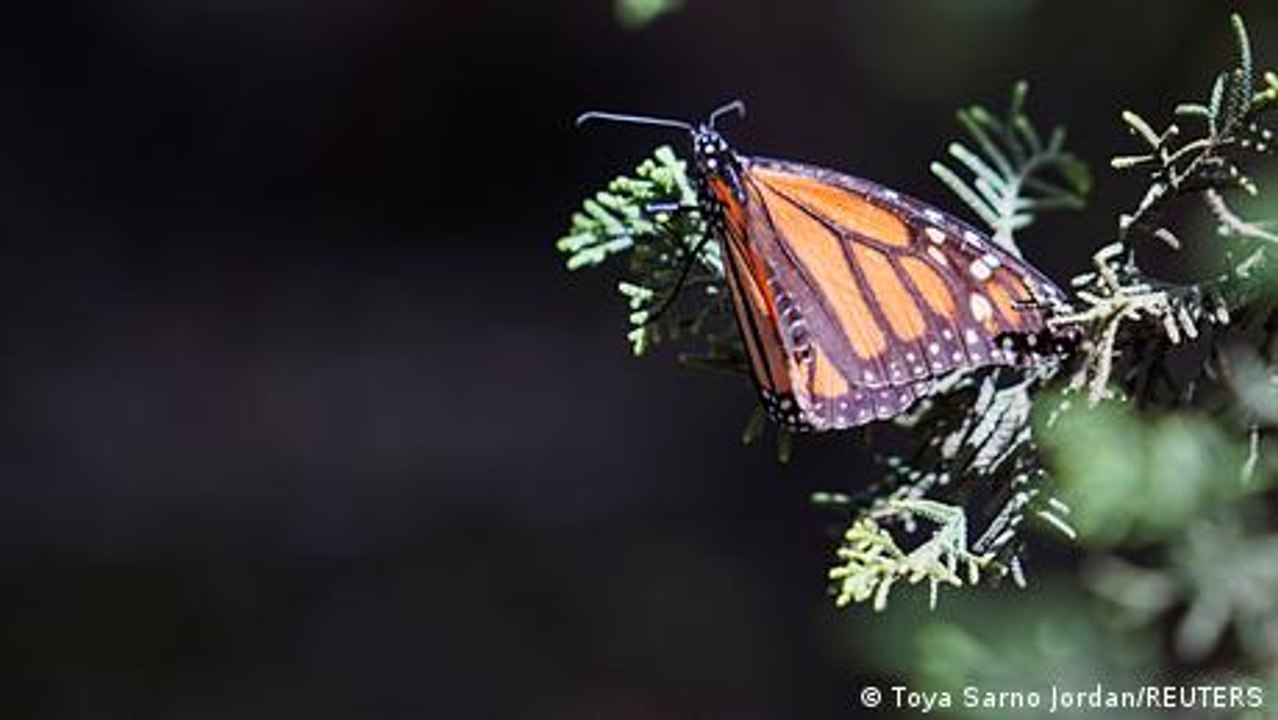 How do monarch butterflies fly so far? video Dailymotion