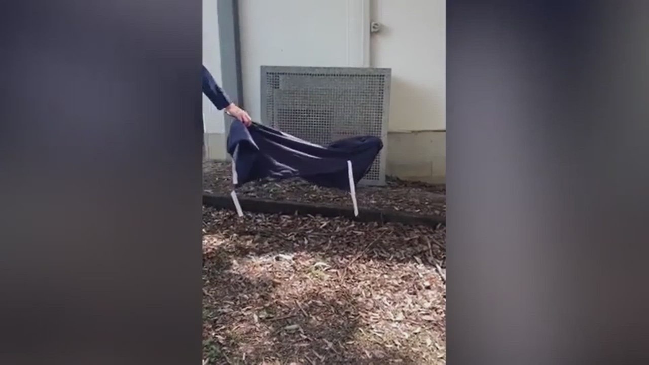 Una de las serpientes más venenosas del mundo invade el colegio y la