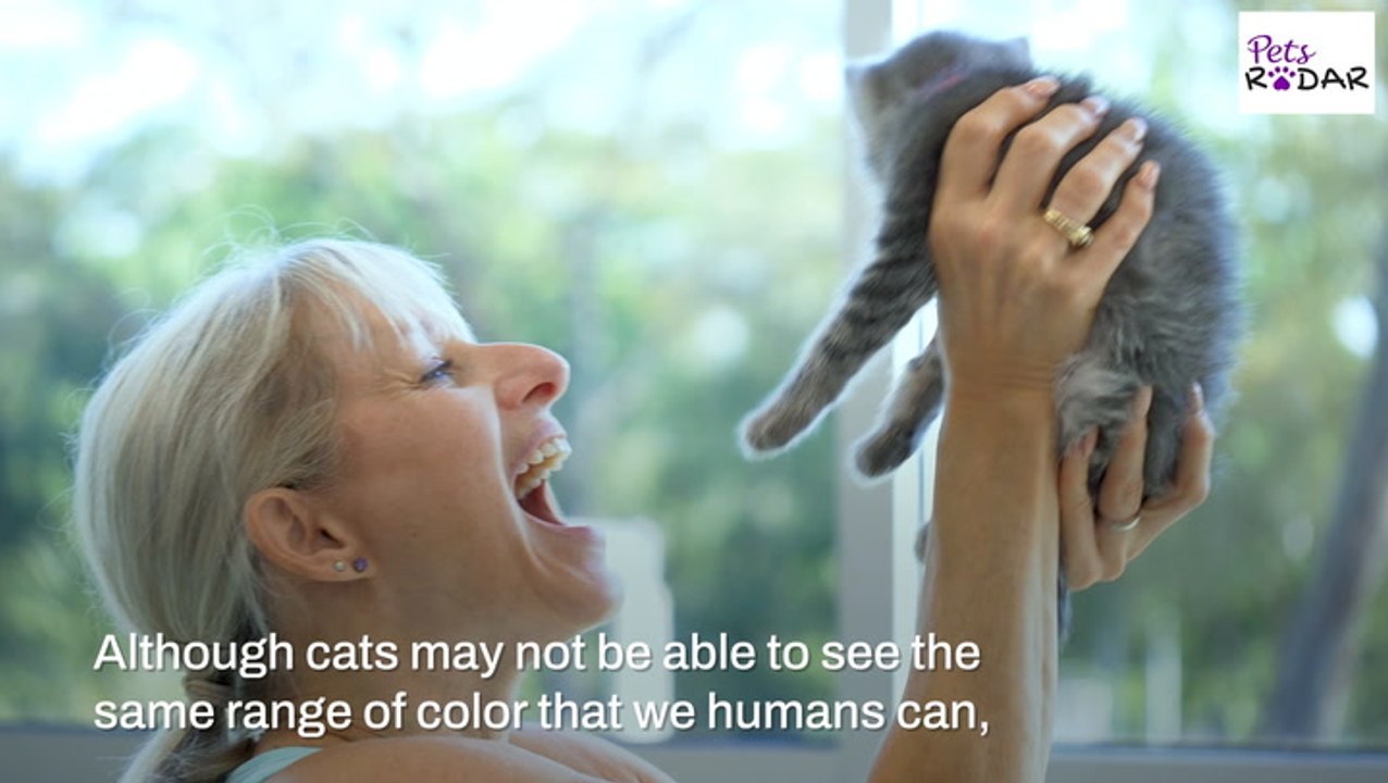 Do Cats See Color? video Dailymotion