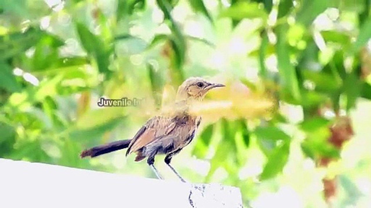 Juvenile Robin Call in Eclipse Plumage (Copsychus fulicatus) video
