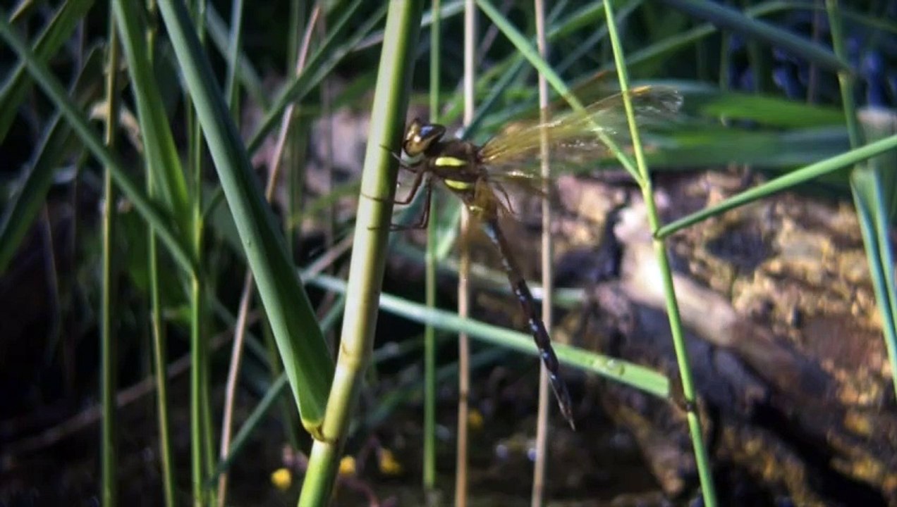 103 The Mechanics of Dragonfly Flight video Dailymotion