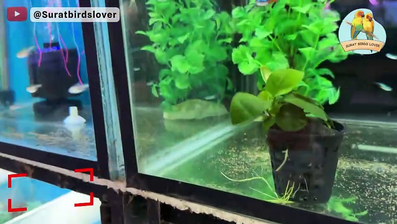 Discover Vibrant Fish and Lush Aquatic Plants at Dreamz Aquarium Shop