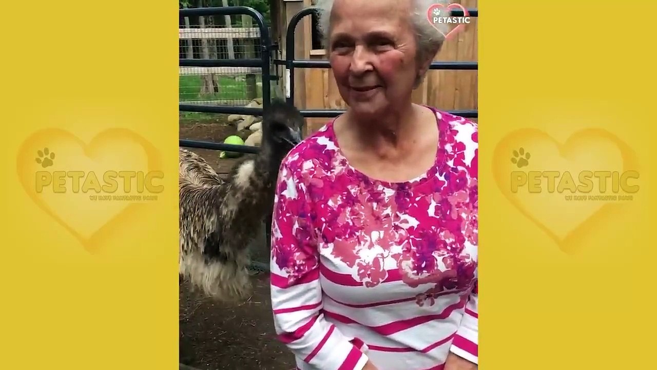 Unexpected ANIMALS Attack on Humans Funny Animals Moments funny 