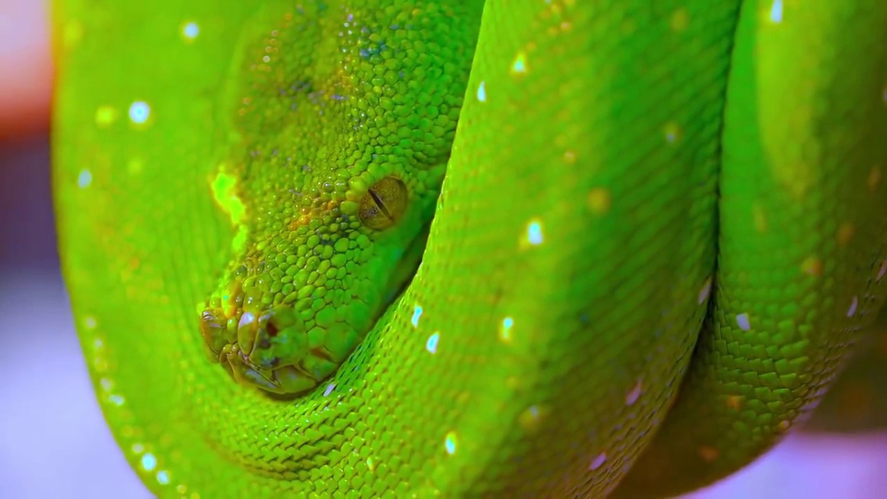 Animals kingdom HDR full hindi 2024 video Dailymotion